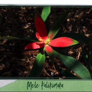 Mele Kalikimaka Poinsetta